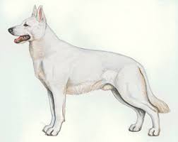 犬を家族に迎える前に